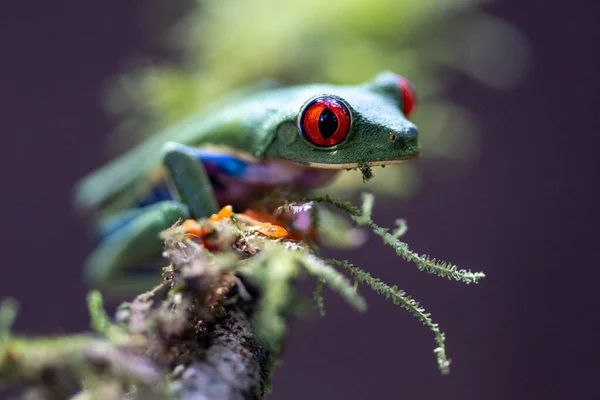 Red Eyed Tree Frog Agalychnis Callidryas Sitting Green Leave Tropical — Stock Photo, Image