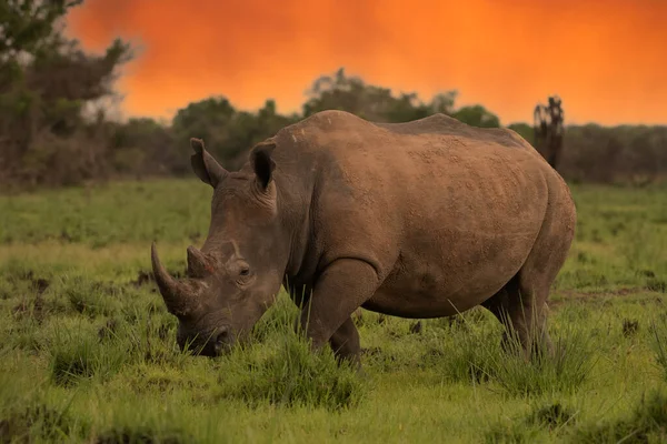 White Rhinoceros Ceratotherium Simum Calf Natural Habitat South Africa — Stock Photo, Image