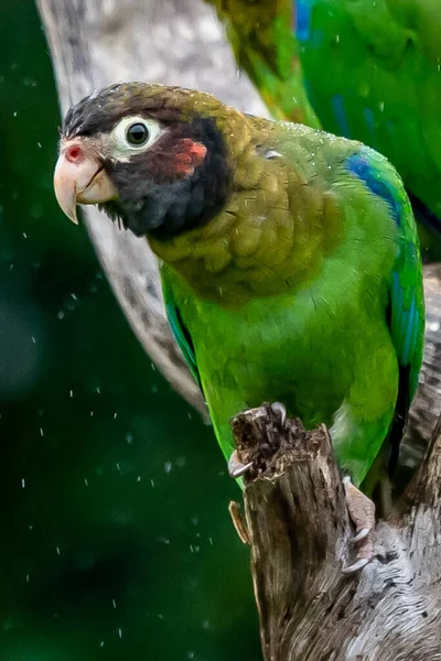 Vörösfülű Papagáj Pionopsitta Haematotis Világos Zöld Papagáj Barna Fej Portréja — Stock Fotó