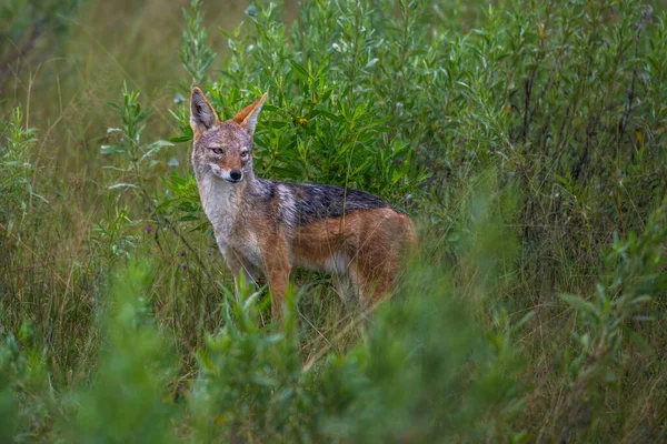 Golden Jackal Canis Aureus Com Sol Noite Grama Sri Lanka — Fotografia de Stock