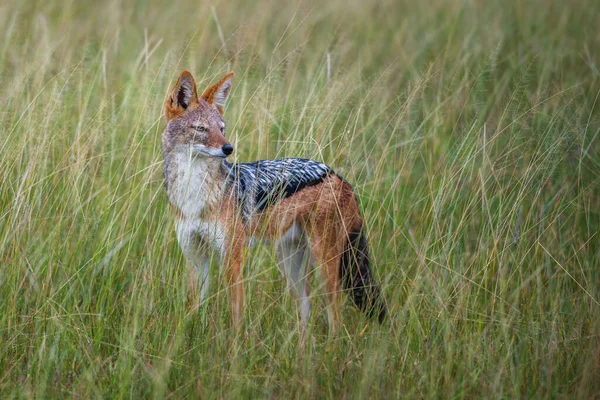 Golden Jackal Canis Aureus Com Sol Noite Grama Sri Lanka — Fotografia de Stock