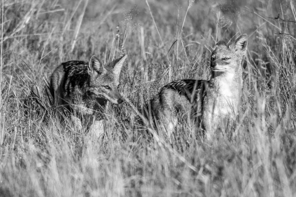 Goldschakal Canis Aureus Mit Abendsonne Gras Sri Lanka Asien Schöne — Stockfoto