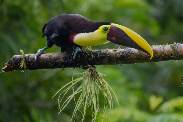 Bird Open Bill Chesnut Mandibled Toucan Sitting Branch Tropical Rain — Photo