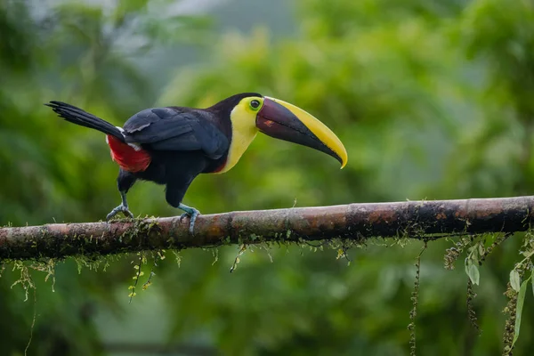 Bird with open bill, Chesnut-mandibled Toucan sitting on the branch in tropical rain with green jungle in background. Wildlife scene from nature.