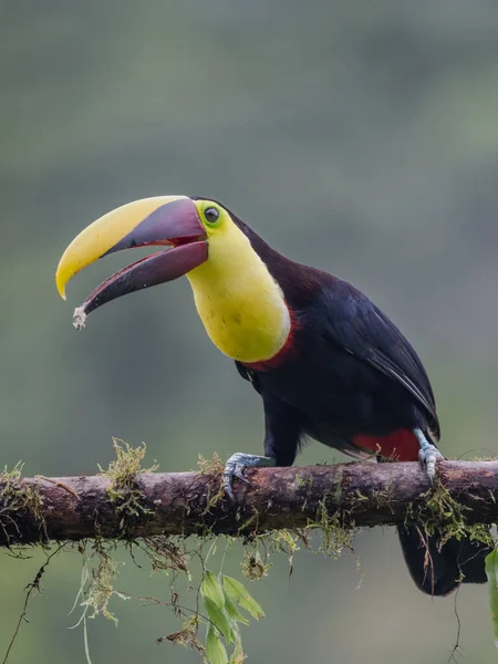 Bird with open bill, Chesnut-mandibled Toucan sitting on the branch in tropical rain with green jungle in background. Wildlife scene from nature.