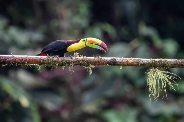 Keel Billed Toucan Ramphastos Sulfuratus 부리를 코스타리카 색깔의 큰고니 — 스톡 사진