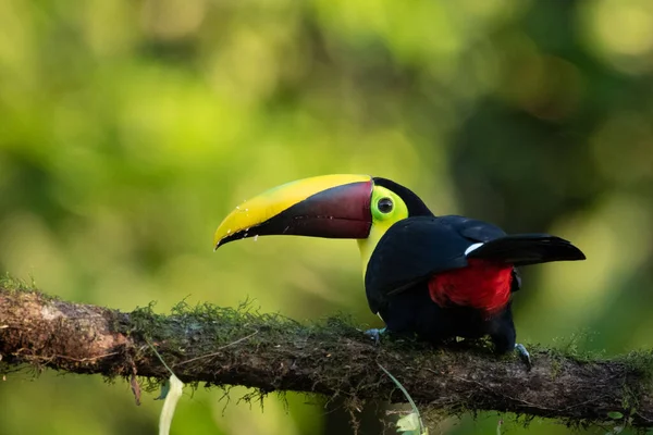 Bird Open Bill Chesnut Mandibled Toucan Sitting Branch Tropical Rain — Stockfoto