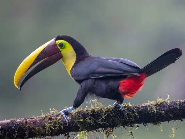 Bird with open bill, Chesnut-mandibled Toucan sitting on the branch in tropical rain with green jungle in background. Wildlife scene from nature.