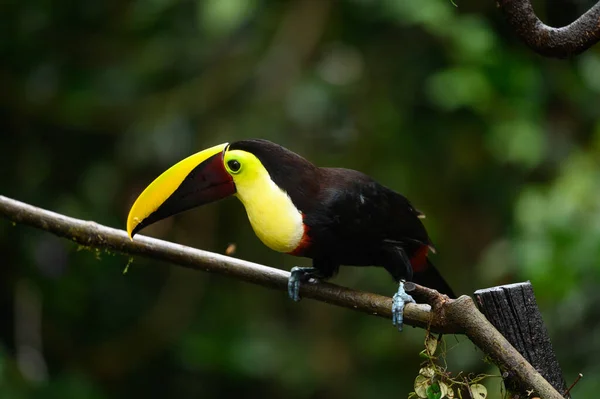 Bird with open bill, Chesnut-mandibled Toucan sitting on the branch in tropical rain with green jungle in background. Wildlife scene from nature.