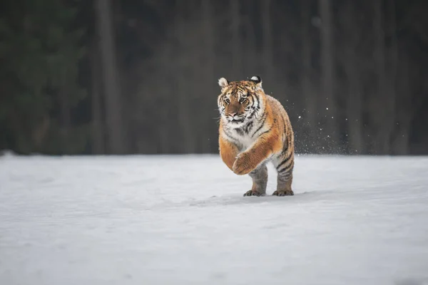 Siberian Tiger Running Snow Beautiful Dynamic Powerful Photo Majestic Animal — Stock Photo, Image