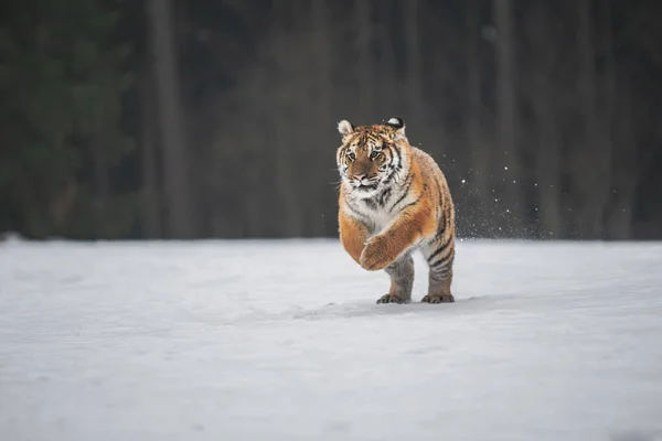 Sibirischer Tiger Läuft Schnee Wunderschönes Dynamisches Und Kraftvolles Foto Dieses — Stockfoto