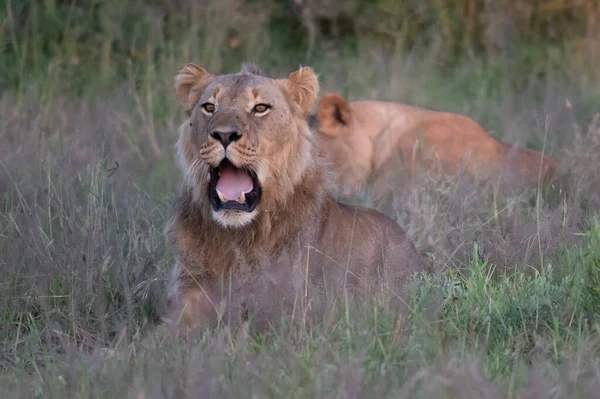 Schöner Löwenkaesar Goldenen Gras Der Masai Mara Kenia — Stockfoto