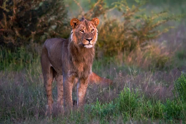 Hermoso León César Hierba Dorada Masai Mara Kenia —  Fotos de Stock