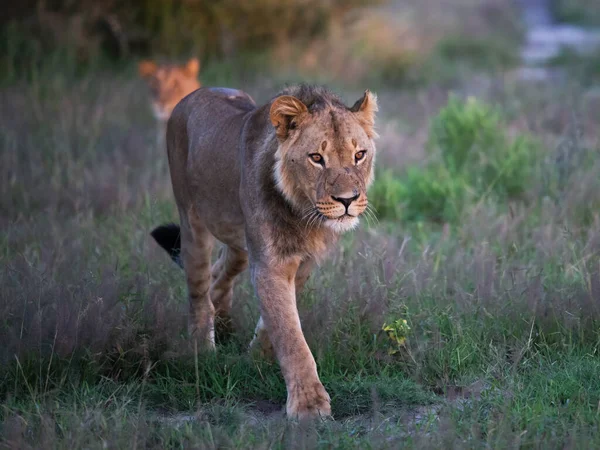 Belo Leão César Grama Dourada Masai Mara Quênia — Fotografia de Stock