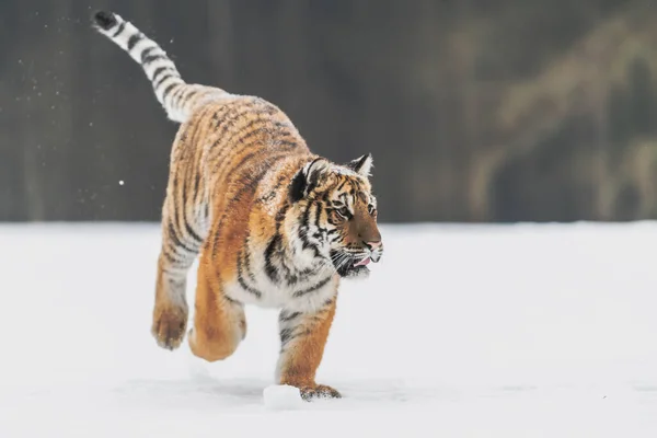 Tygrys Syberyjski Biegający Śniegu Piękne Dynamiczne Silne Zdjęcie Tego Majestatycznego — Zdjęcie stockowe