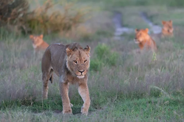Kenya Masai Mara Nın Altın Çimlerinde Güzel Aslan Sezar — Stok fotoğraf