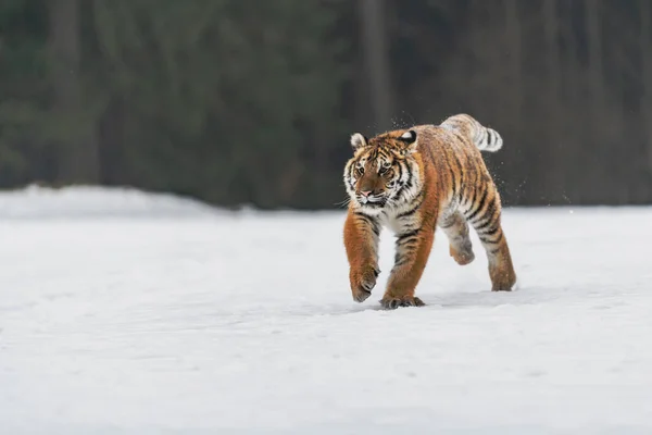 Tigre Siberiano Correndo Neve Foto Bonita Dinâmica Poderosa Deste Animal — Fotografia de Stock