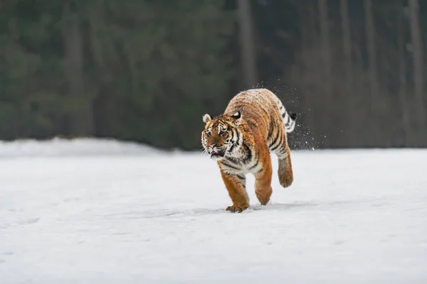 Tigre Siberiano Corriendo Nieve Hermosa Dinámica Poderosa Foto Este Majestuoso —  Fotos de Stock