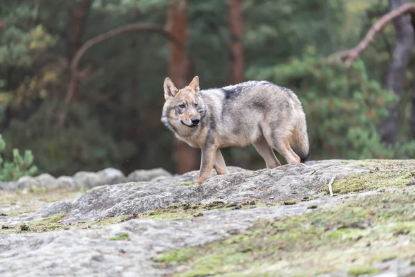 Lobo Solitario Canis Lupus Corriendo Bosque Otoño República Checa — Foto de Stock