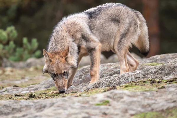 Самотній Вовк Canis Lupus Біжить Осіннім Лісом Чехії — стокове фото