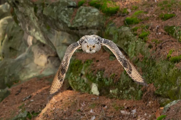 Grand Hibou Brun Fort Avec Énormes Yeux Rouges Volant Travers — Photo