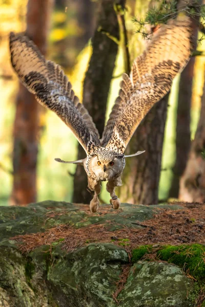 一只巨大的褐色猫头鹰 长着大大的红色眼睛 在红绿相间的树木背景上穿过森林 欧亚鹰猫头鹰 Bubo Bubo — 图库照片