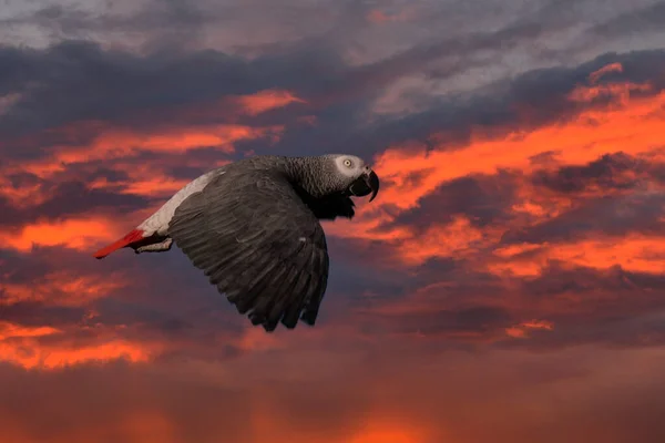 Gråpapegoja Psittacus Erithacus Kongo Afrikansk Grå Papegoja — Stockfoto