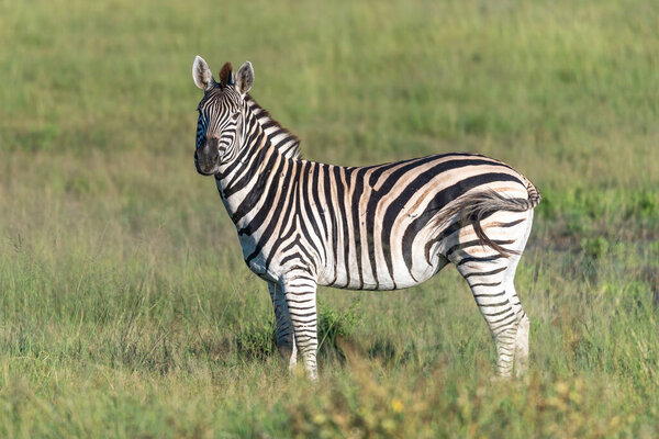 Zebra in the grass nature habitat, National Park of Kenya. Wildlife scene from nature, Africa