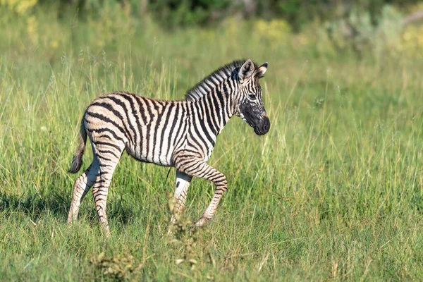 Zebra Habitat Natural Grama Parque Nacional Quênia Cena Vida Selvagem — Fotografia de Stock