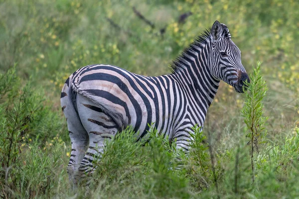 Zebra Habitat Natural Grama Parque Nacional Quênia Cena Vida Selvagem — Fotografia de Stock