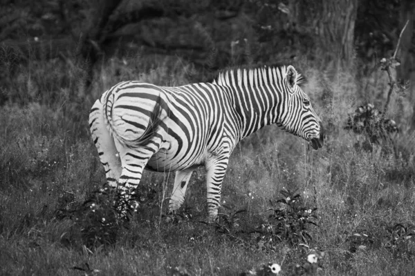 Zebra Habitat Natural Grama Parque Nacional Quênia Cena Vida Selvagem — Fotografia de Stock