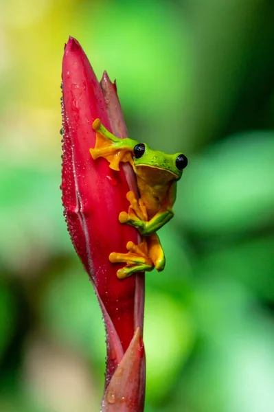 Der Gleitende Laubfrosch Agalychnis Spurrelli Ist Eine Froscharte Familienhyliden Kommt — Stockfoto