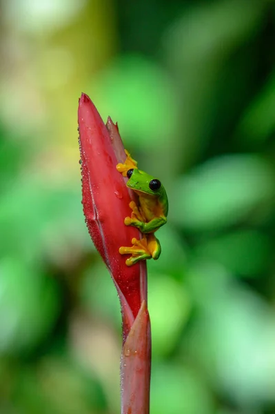 アマガエル メキシコ Spurrelli を滑空家族アマガエル科のカエルの種であります それはコロンビア コスタリカ エクアドル パナマで発見します — ストック写真