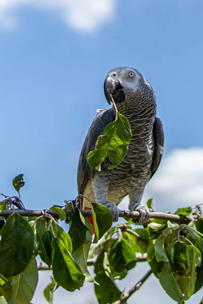 Grey Parrot Psittacus Erithacus Congo African Grey Parrot — Stock Photo, Image