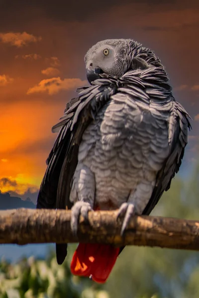 Gråpapegoja Psittacus Erithacus Kongo Afrikansk Grå Papegoja — Stockfoto