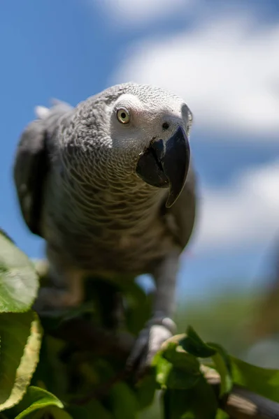 Серый Попугай Psittacus Erithacus — стоковое фото