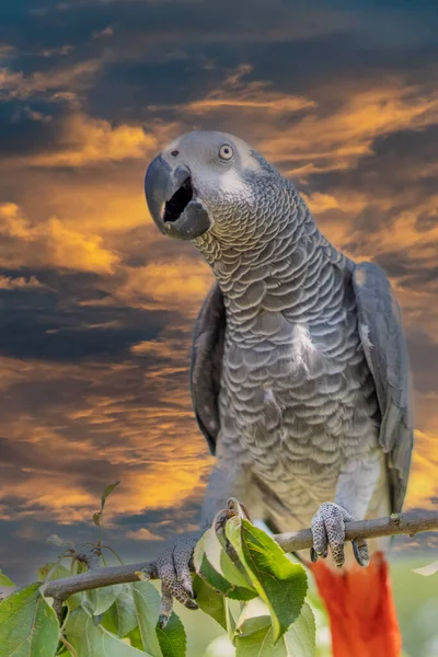 Papagaio Cinzento Psittacus Erithacus — Fotografia de Stock