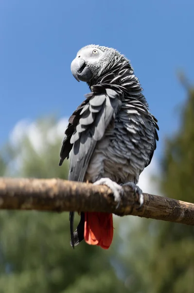 Papuga Szara Psittacus Erithacus Kongo Papuga Szara — Zdjęcie stockowe