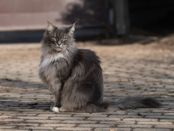 家养可爱的黑灰缅因州小猫咪 阳光普照的小猫咪 — 图库照片