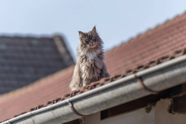 Maine Coon Gato Telhado Belo Dia Ensolarado — Fotografia de Stock