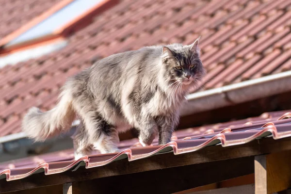 Maine Coon Katt Taket Vacker Solig Dag — Stockfoto