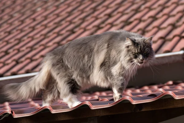 Maine Coon Gatto Sul Tetto Una Bella Giornata Sole — Foto Stock