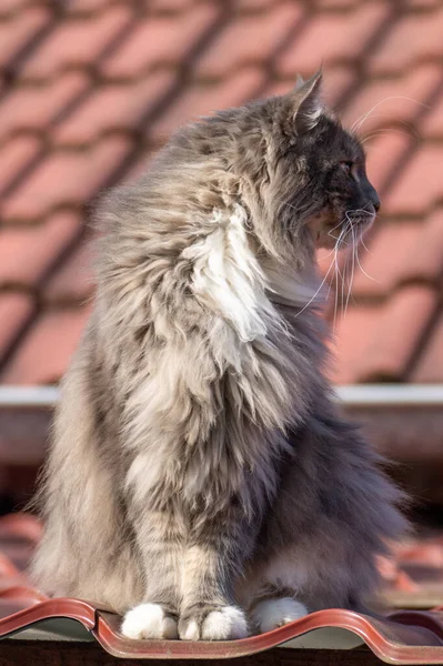 옥상에 고양이 — 스톡 사진