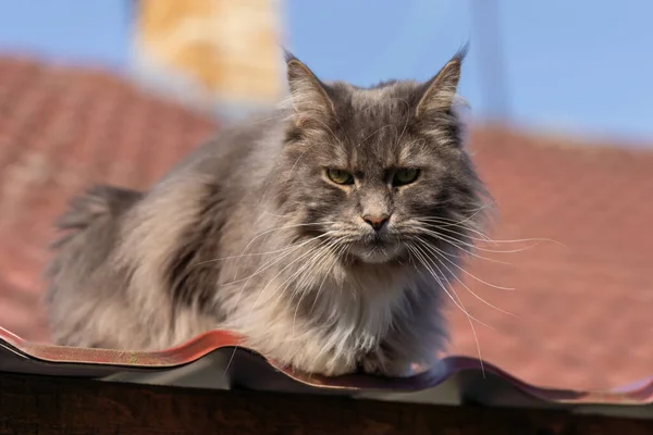 Maine Coon Katt Taket Vacker Solig Dag — Stockfoto