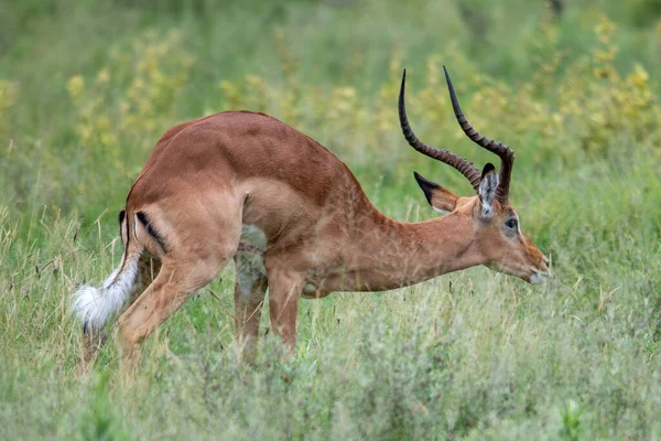 Lopende Antelope Waterbok Kobus Ellipsiprymnus Afrikaanse Savanne Namibië Kruger Park — Stockfoto