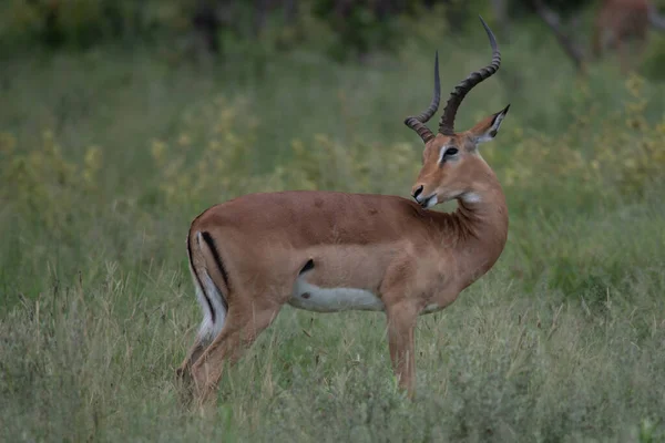 Antilope Course Waterbuck Kobus Ellipsiprymnus Dans Savane Africaine Namibia Kruger — Photo