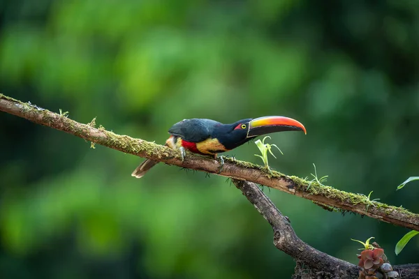 Ateşli Gagalı Aracari Pteroglossus Frantzii Bir Toucan Dır Sadece Güney — Stok fotoğraf