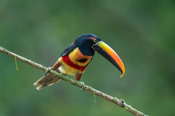 Feuerschnabel Aracari Pteroglossus Frantzii Ist Ein Tukan Ein Vogel Der — Stockfoto
