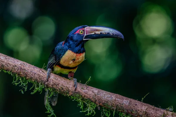 Fiery Billed Aracari Pteroglossus Frantzii Toucan Passerine Bird Breeds Only — Stock Photo, Image