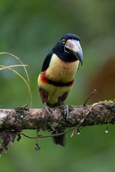 Aracari Pteroglossus Frantzii Тукан Почти Прохожая Птица Размножается Тихоокеанских Склонах — стоковое фото